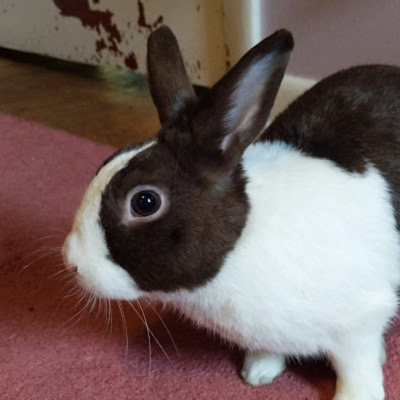 Meet your Posher, Delanie - Picture 1 of 1